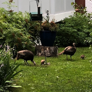 Visite virtuelle des jardins secrets - 2020-Manon Auclair-Fairway