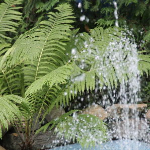 Visite des jardins secrets 2018-18