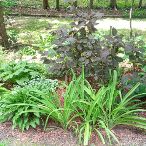 Visite virtuelle des jardins secrets - 2020-Janine Berthiaume-Westgate