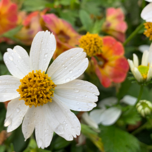 Visite virtuelle des jardins secrets - 2020-Josée Lupien-Skelton