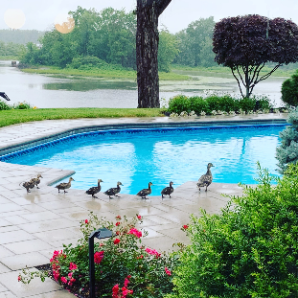 Visite virtuelle des jardins secrets - 2020 - Manon Legault - Île Ducharme