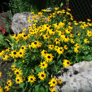 Visite virtuelle des jardins secrets - 2020-Vero Marinescu-Côtes-du-Rhône