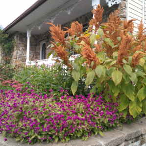 Visite virtuelle des jardins secrets - 2020-Diane Preville-rue Bellerive