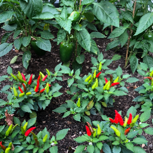 Visite virtuelle des jardins secrets - 2020-Grace Salvaggio-de Lorraine