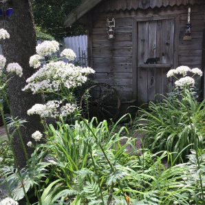 Visite virtuelle des jardins secrets - 2020-Irene Stopar - rue Orleans3