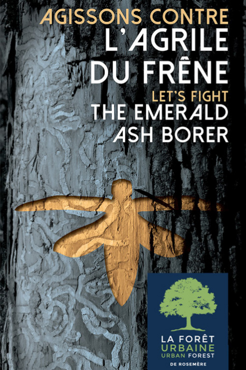 Emerald ash borer