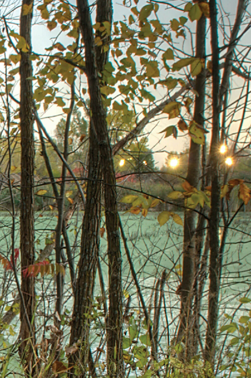 Trees and urban forest