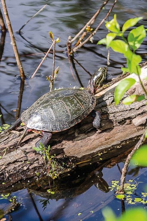 Environmental protection