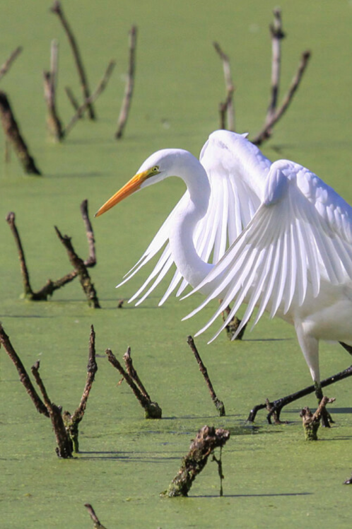 Riverbanks, littoral zones and flood plains